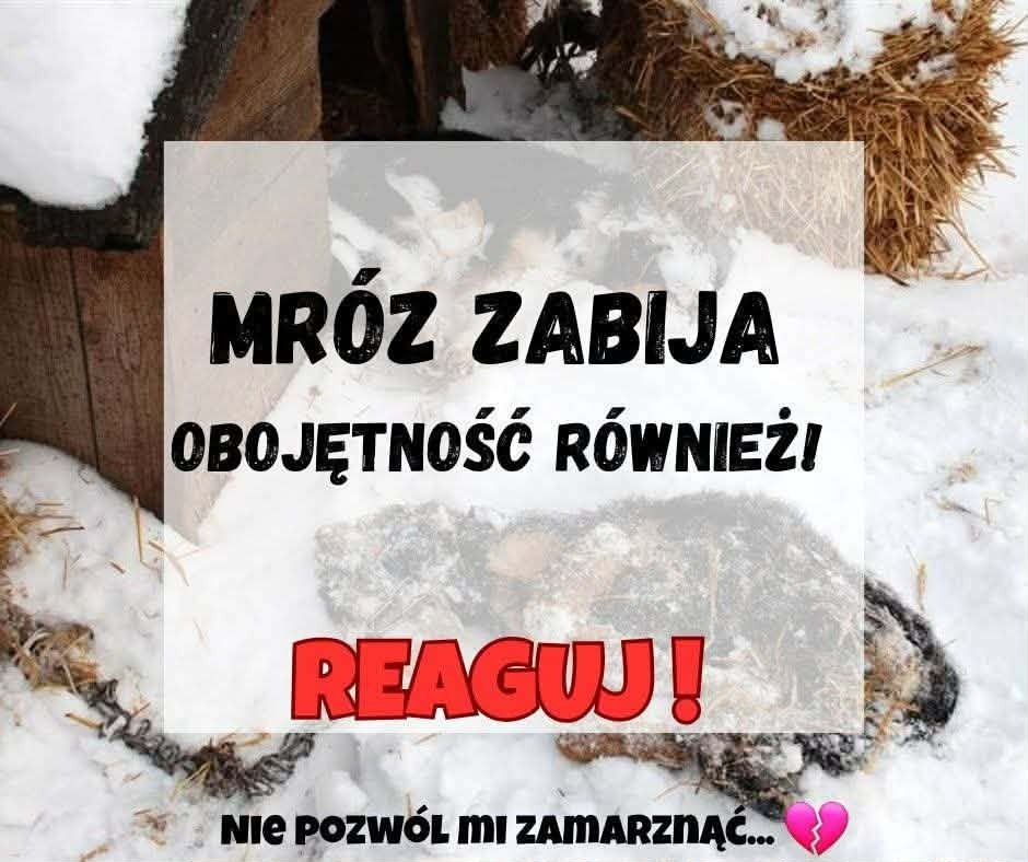 Pomoc dla schroniska