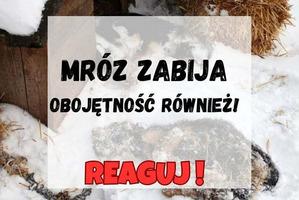 Pomoc dla schroniska